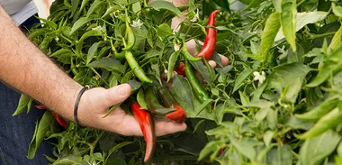 Homegrown chillies