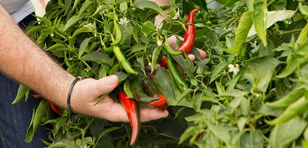 Homegrown chillies