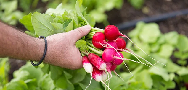 Radishes