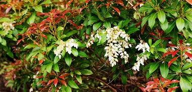 Privacy Planting