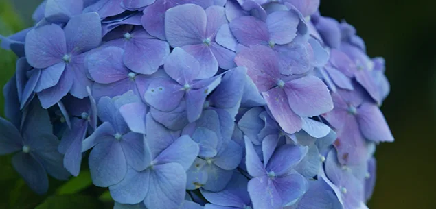 Hydrangea