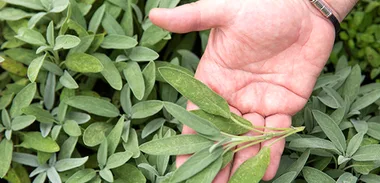 Sage