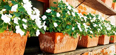 Impatiens