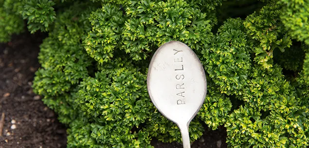 Simon Gault Parsely