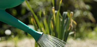 Non Toxic Plants