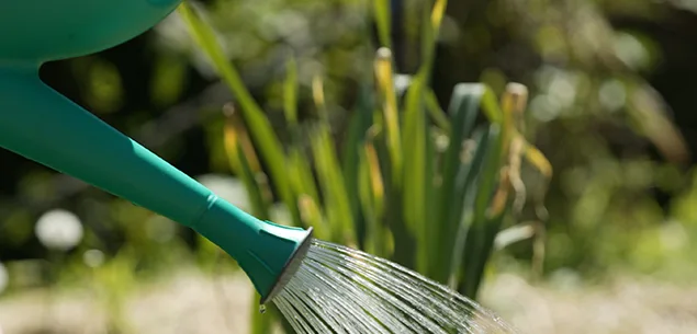 Non Toxic Plants