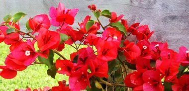 Bougainvillea