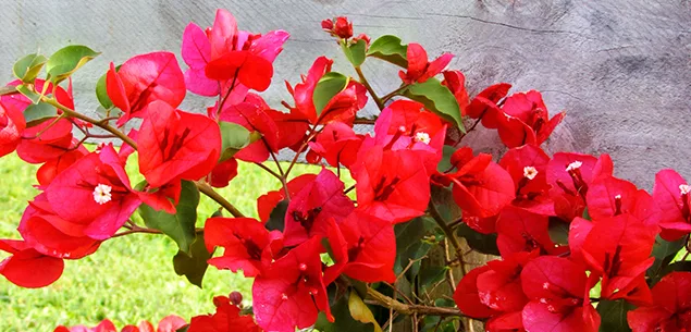 Bougainvillea