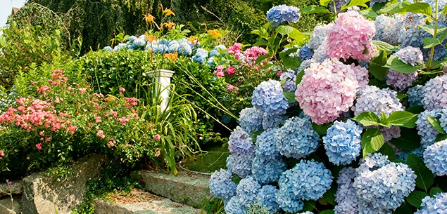 Botanical Plant Names