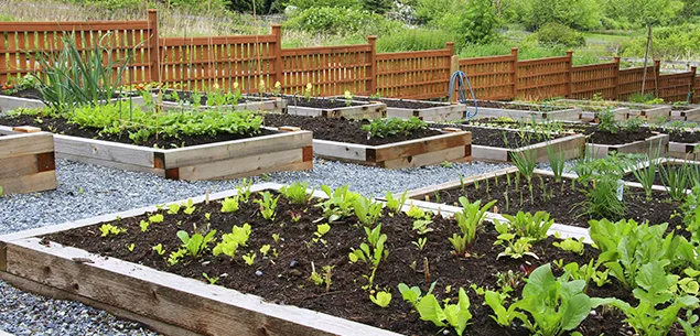 Gardening fenced-garden