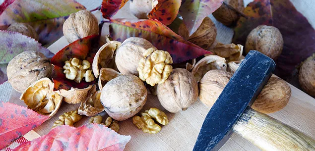Nut-Trees