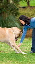 Dancing with the dogs