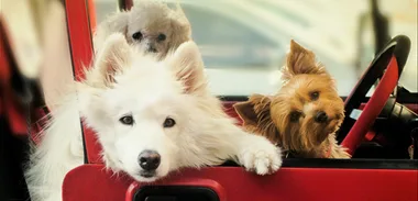When your car gets towed along with your pet
