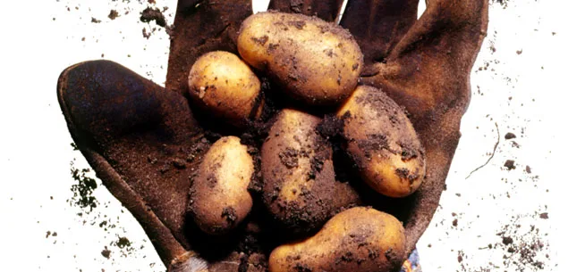 Paying for more mud than spuds