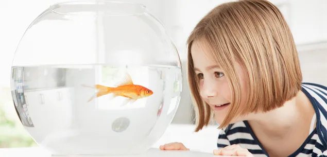 Goldfish swimming in bowl