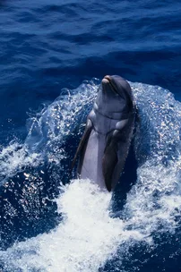 Swimming with dolphins