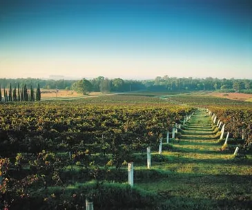 Grape expectations in the Hunter Valley