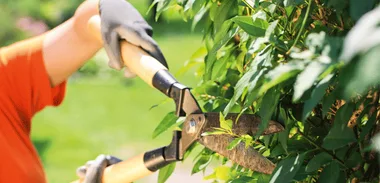 Kevin Milne – Dodgy tree workers