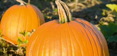 Simon Gault: Unripe pumpkins