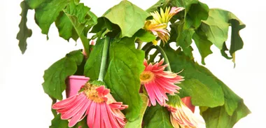 Kevin Milne: Refunds on plants
