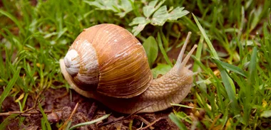 Lifestyle news: Slug bait
