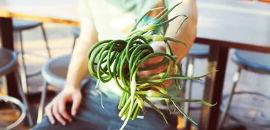 Simon Gault: Garlic scapes