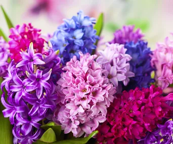 Fragrant hyacinths brighten gloomy winter days.