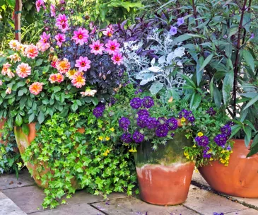Potting plant privileges 