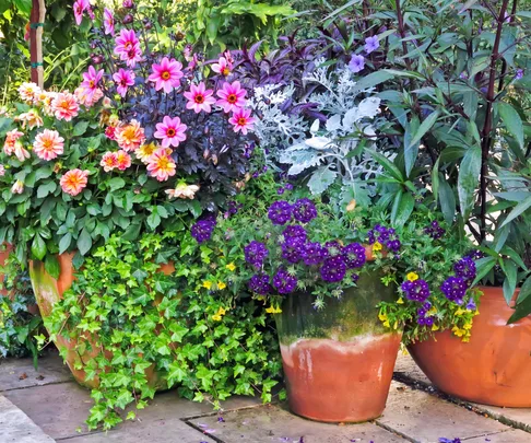Potting plant privileges