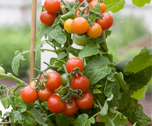 Spring gardening, tomatoes