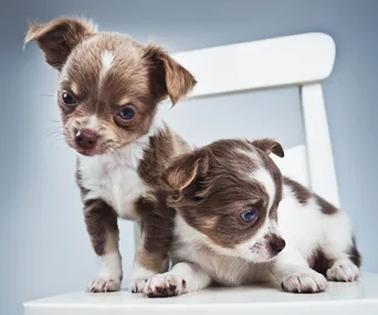 Naughty puppies.