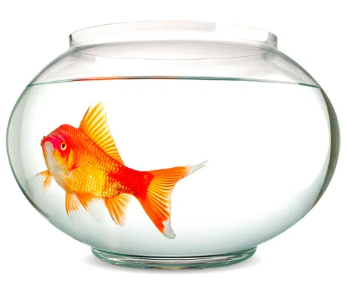 Like a fish in a fish bowl our generation is succumbing to loneliness.