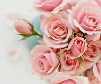 How to grow perfect roses this November
