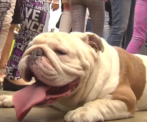 Bulldog