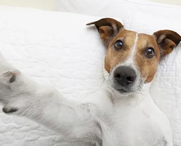 ‘We let our dog film our wedding’