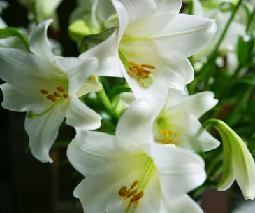 Tips for Christmas gardening