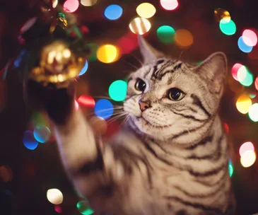 Cats vs Christmas trees