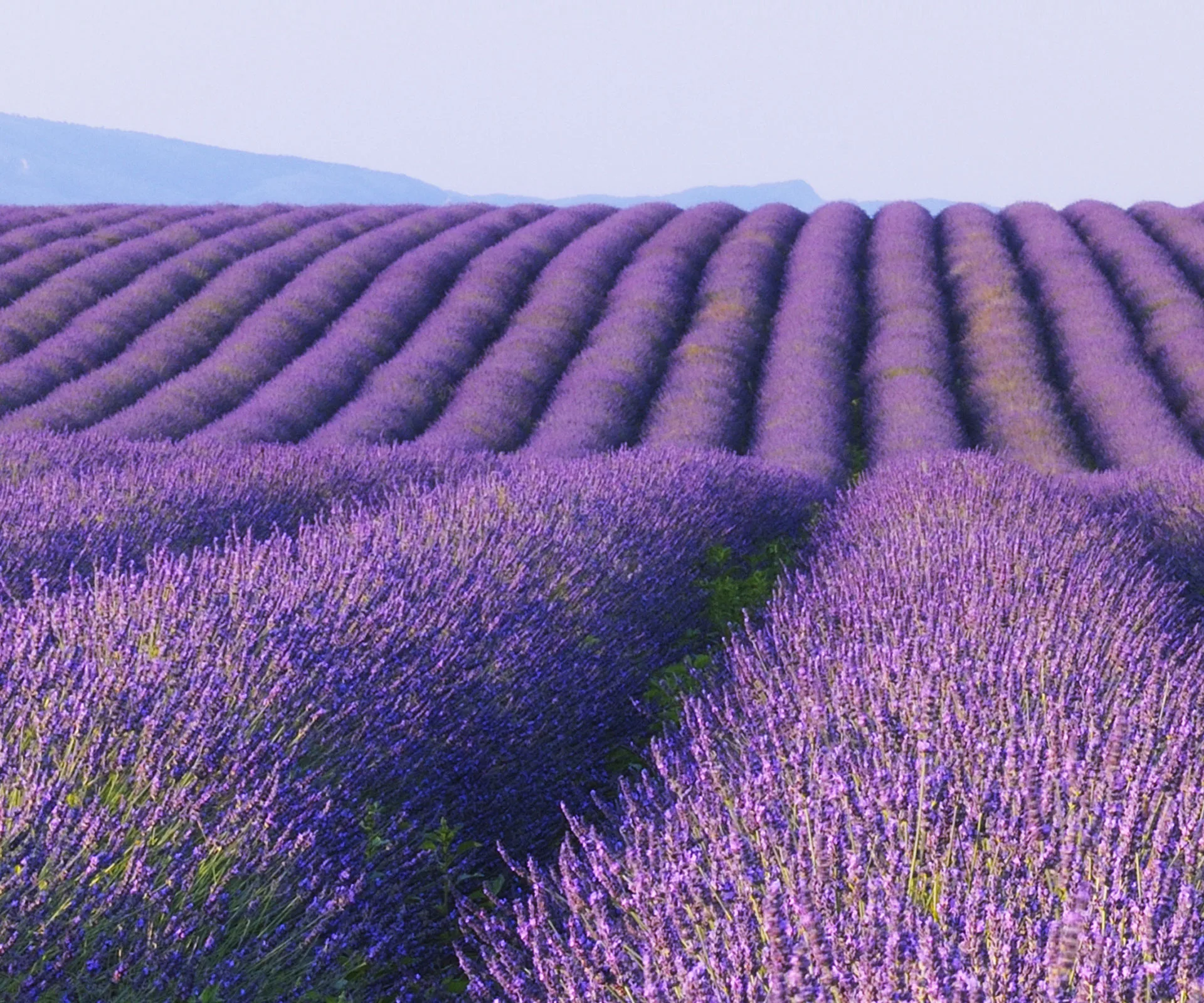 Paint the town lavender