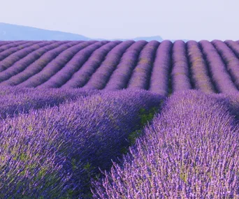 Paint the town lavender