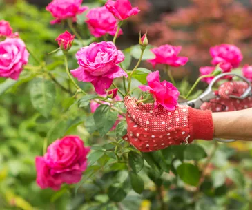 In the garden