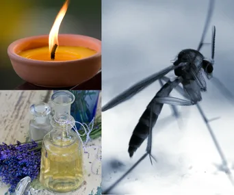 How to prevent mosquitoes