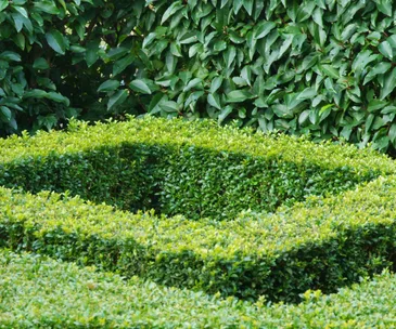 How to grow and maintain shrubs in your garden