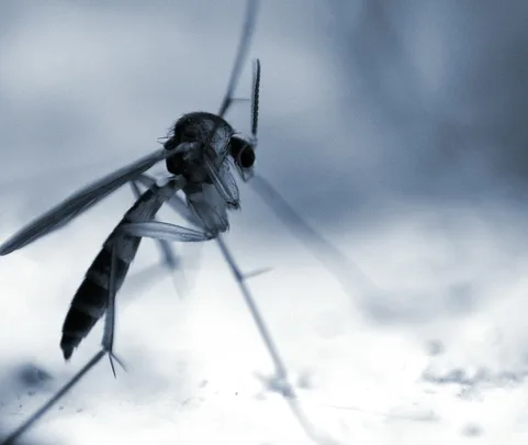mosquito