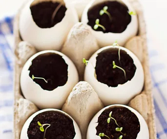 8 surprising uses for eggshells