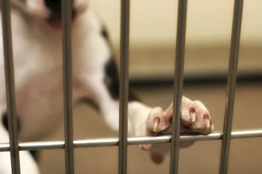 Dog in a cage