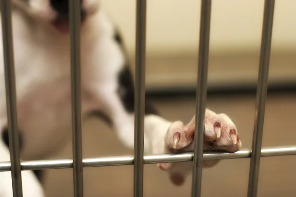 Dog in a cage