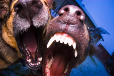 Dog attacks in New Zealand