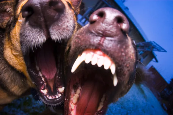 Dog attacks in New Zealand