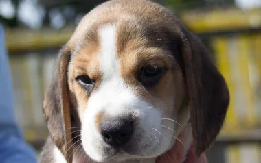 Help name this bio security puppy