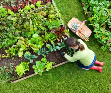 How to: Grow your own veges this winter